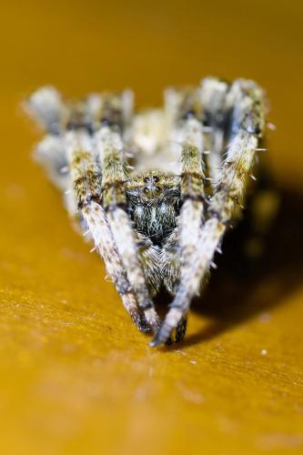 Araneus angulatus